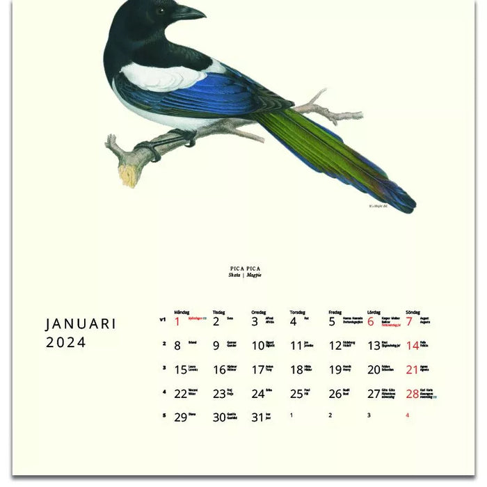 Fåglar 2024 - Design Collection